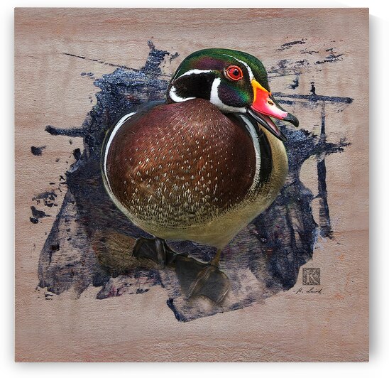 Carolina Wood Duck  by Kenneth Laird Studios