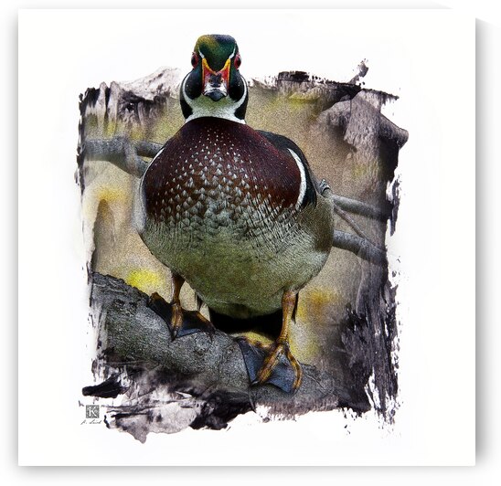 Wood Duck Hidden Among Us by Kenneth Laird Studios