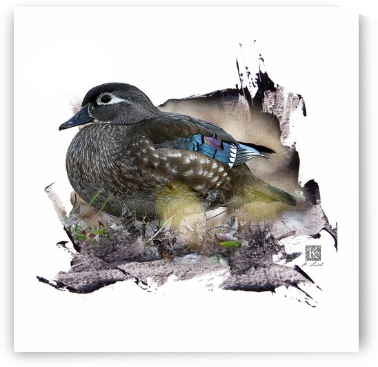 Wood Duck Hen   by Kenneth Laird Studios