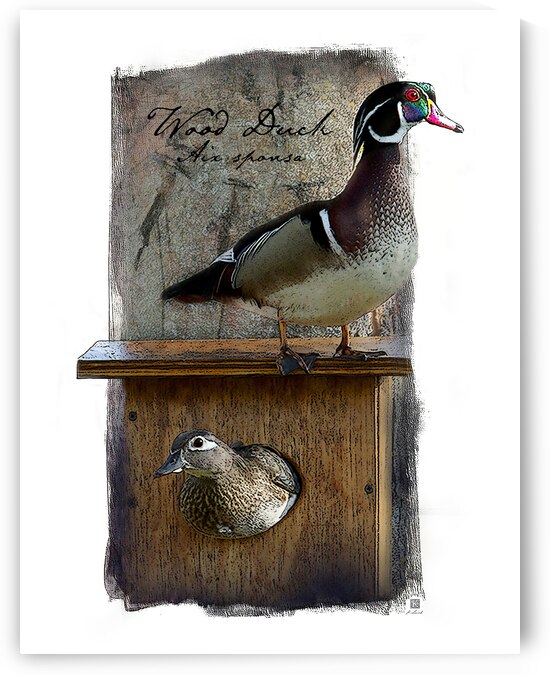 On the Watch - Wood Duck  by Kenneth Laird Studios
