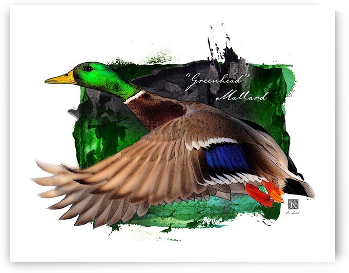 Greenhead in Flight by Kenneth Laird Studios