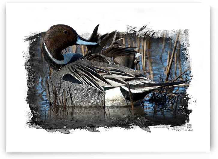 Northern Pintail  by Kenneth Laird Studios