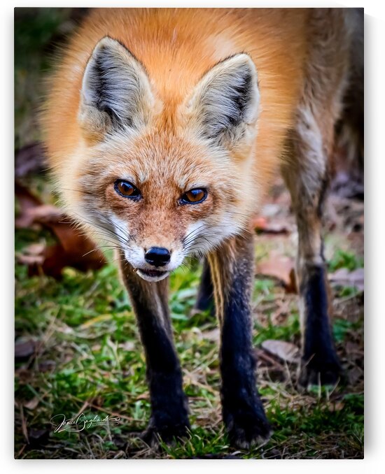Red Fox 5 by jamiesart