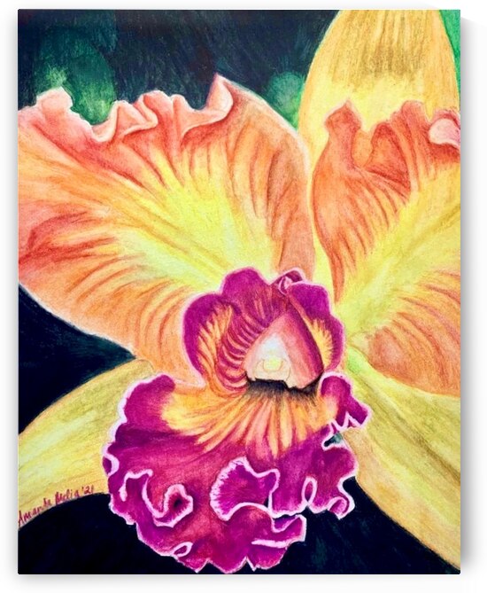 Orchid by Amanda Melia Art