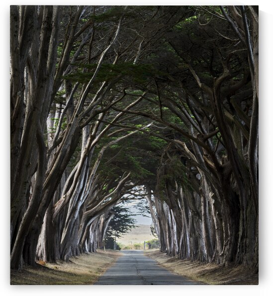 Enveloping Trees in Point Reyes by Images By Jon Evan