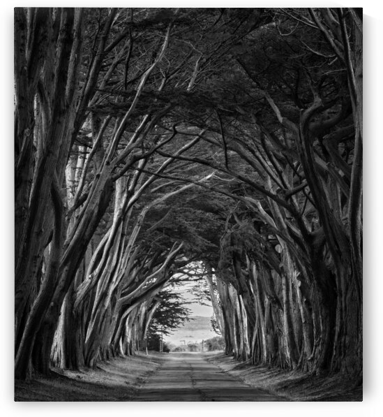 Enveloping Trees in Point Reyes II by Images By Jon Evan