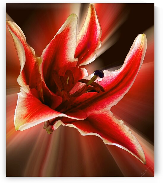 Alluring Stargazer Lily - Floral Art Print by Corina Ioana