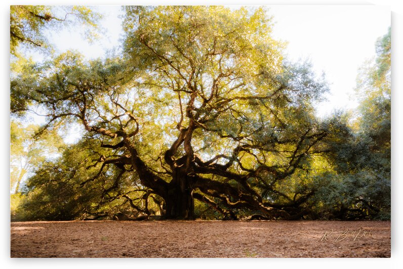 Angel Tree by RawBeltPhotos