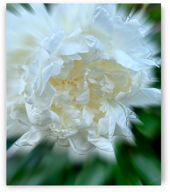 Bursting with Love and Beauty - Floral Art Print by Corina Ioana