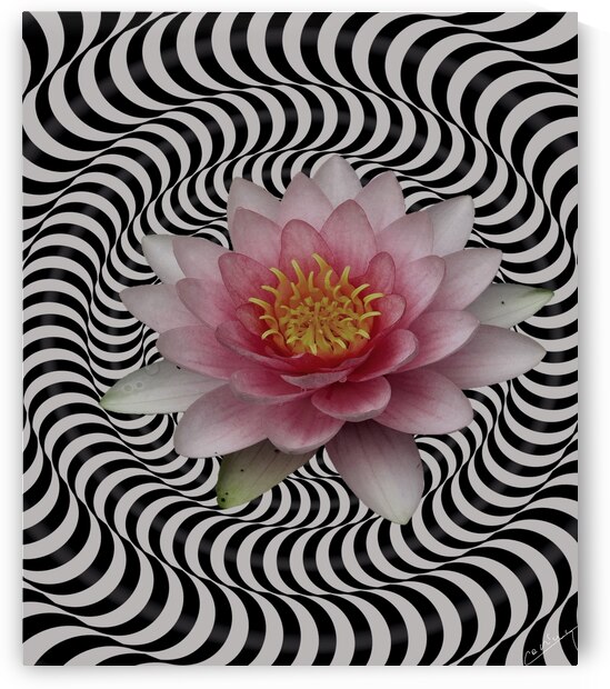 Water Lily in Its Vibrant Glory - Floral Art Print by Corina Ioana