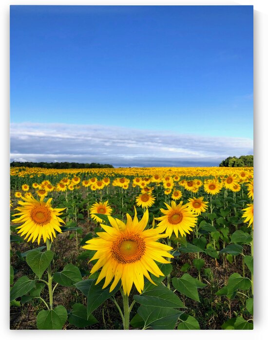 Fields of Joy by Click4Pix