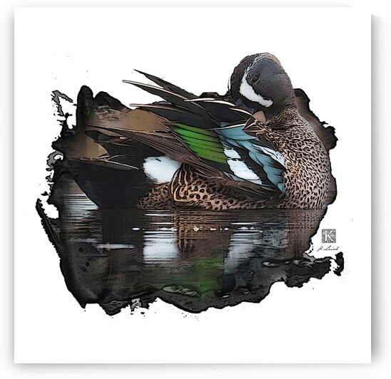 Preening Blue-Winged Teal by Kenneth Laird Studios