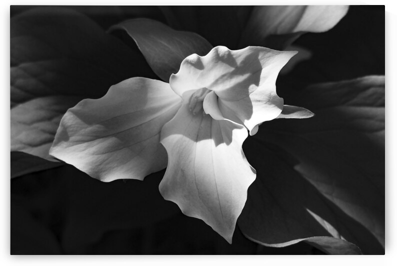 Drew Trillium by Lisa Drew