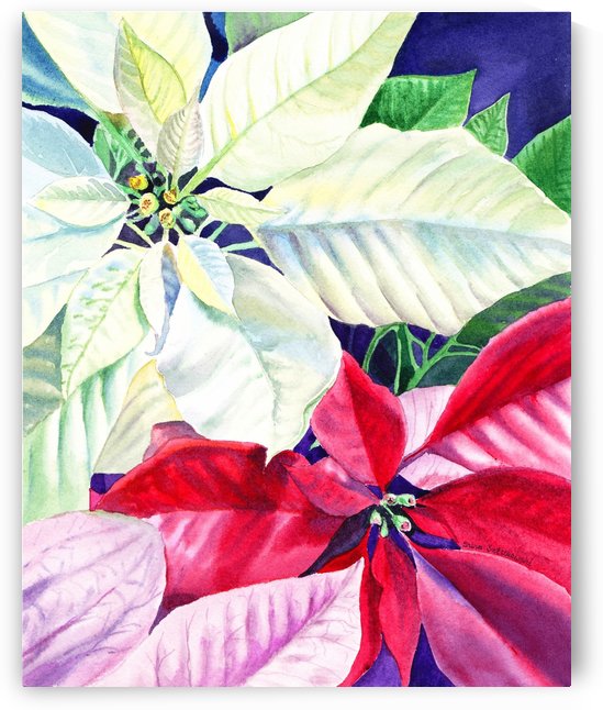 White Red Pink Poinsettia by Irina Sztukowski