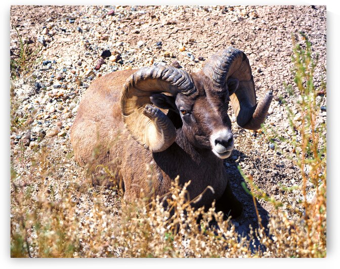 Bighorn Sheep in the Badlands of South Dakota by Bill Swartwout Photography