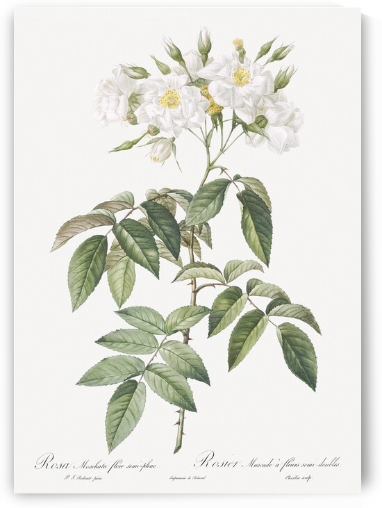 Blooming musk roses by IStockHistory com