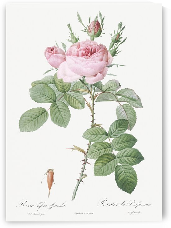 Vintage pink rose by IStockHistory com