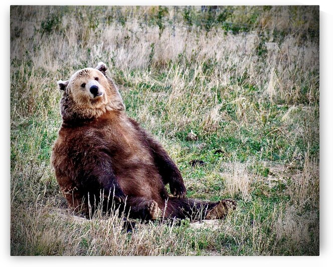 Chillin by Amanda Melia Art