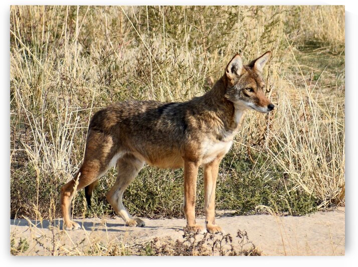El Coyotito by Amanda Melia Art