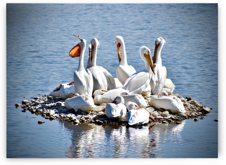 Pelican Island by Amanda Melia Art
