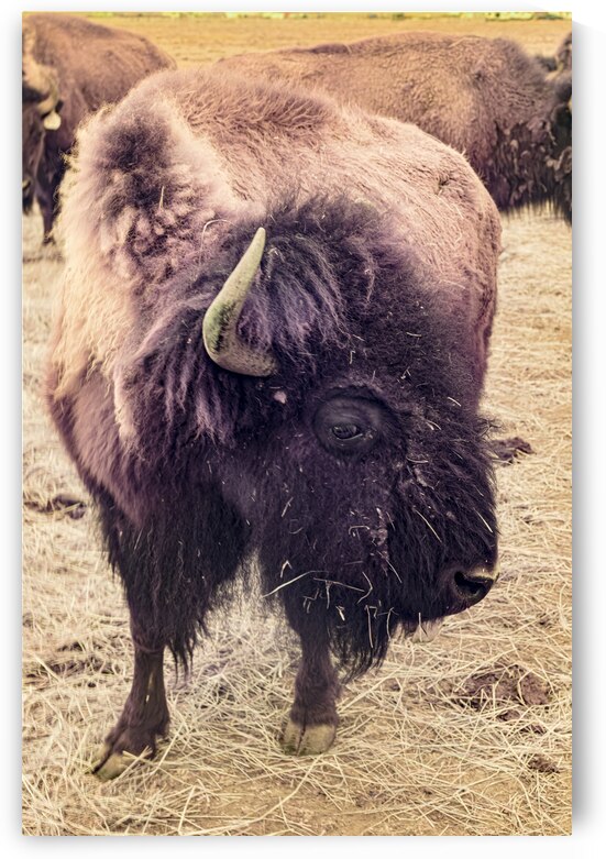 Mane of the Plains by Dream World Images