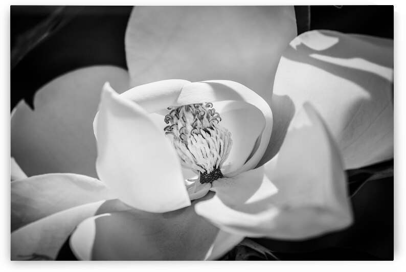 Southern Magnolia Blossom Magnolia Grandiflora  X111 by Rich Franco