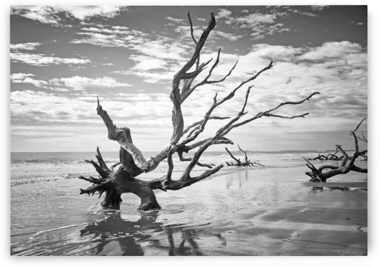 Please Save Me  18x26 by Phillip A Snider Photography