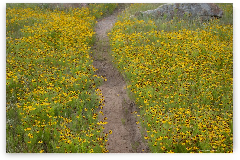 Pathway Series-5 Wichita Mountains Wildflower Path by Susan Diann Photography