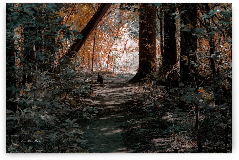 Pathway Series-7 The Haunted Forest by Susan Diann Photography