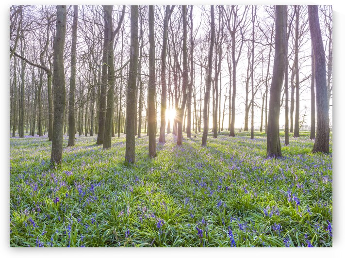 Awakening Serenity by Assaf Frank