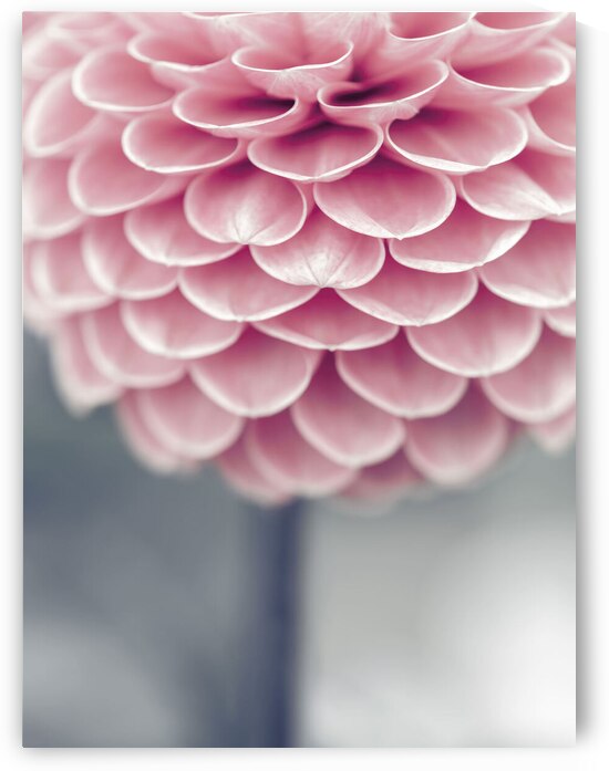 Petals of Grace by Assaf Frank