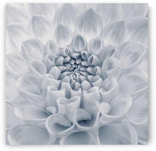 Captivating Dahlia by Assaf Frank