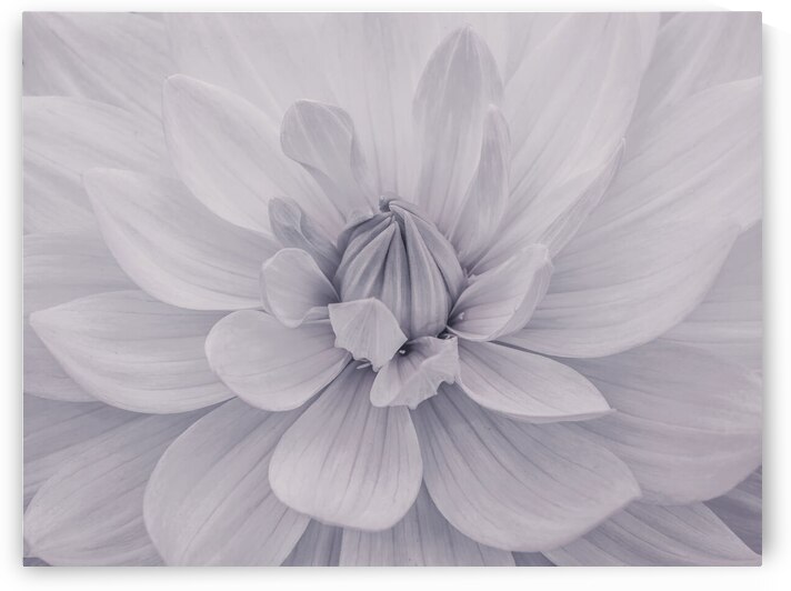 Dahlia flower by Assaf Frank