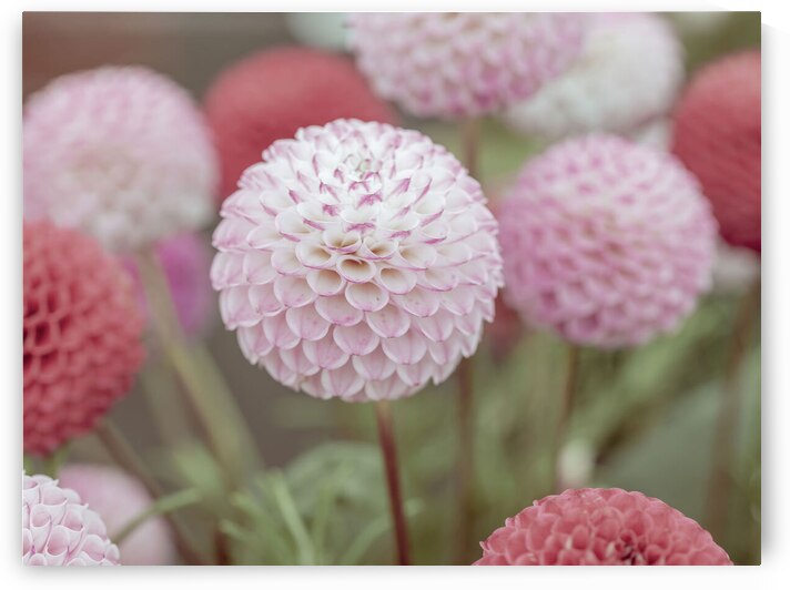 Natures Vibrant Jewels by Assaf Frank