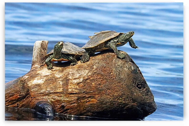 The Turtle Wave by Deb Oppermann