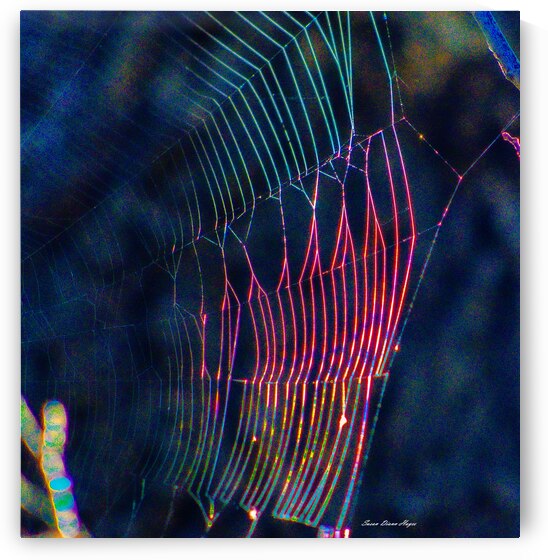 The Webb by Susan Diann Photography