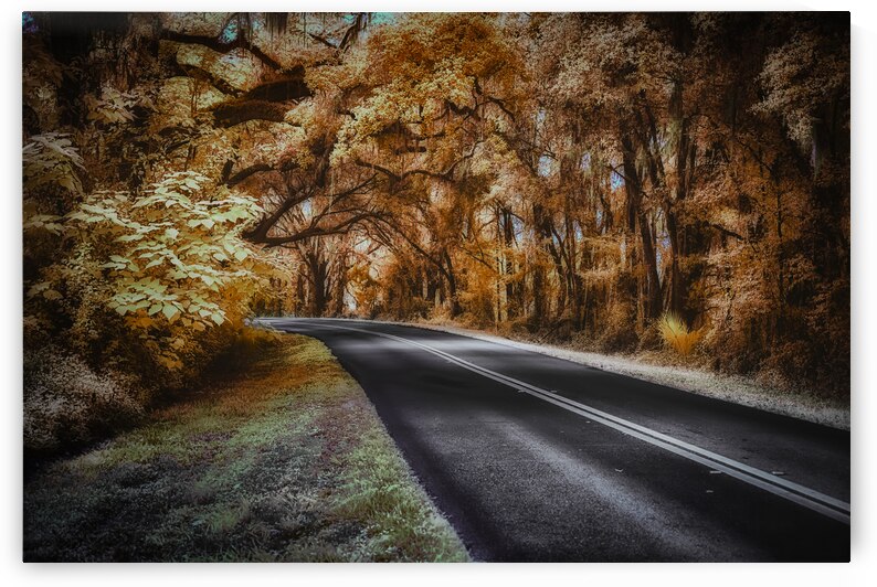 Ocala Secret: Infrared Curve by Dream World Images