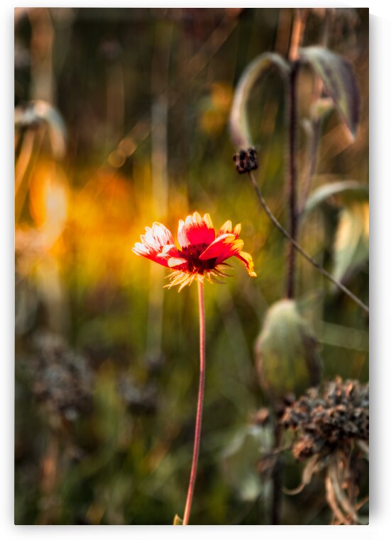 jludwigButterflyjpeg 16 by J M Ludwig