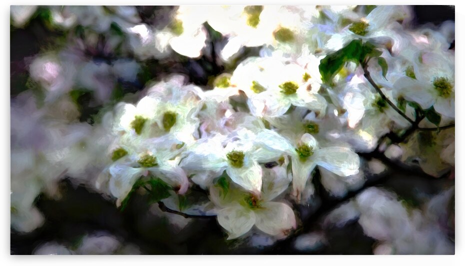 Monet Dogwood 2 studio by J M Ludwig