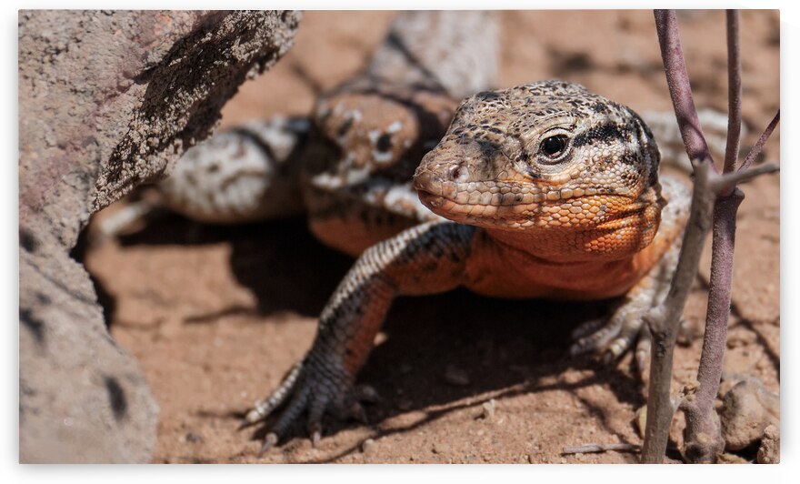 Callopistes maculatus by VOLCKMANNII