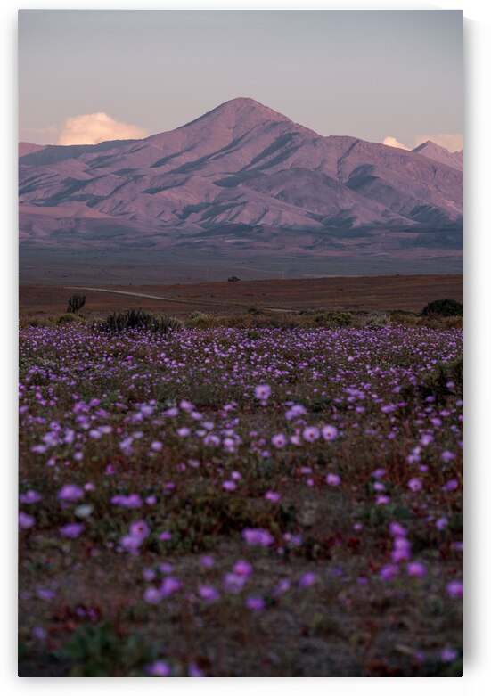 Tamarico by VOLCKMANNII