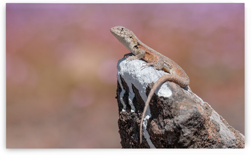 Liolaemus nigromaculatus by VOLCKMANNII