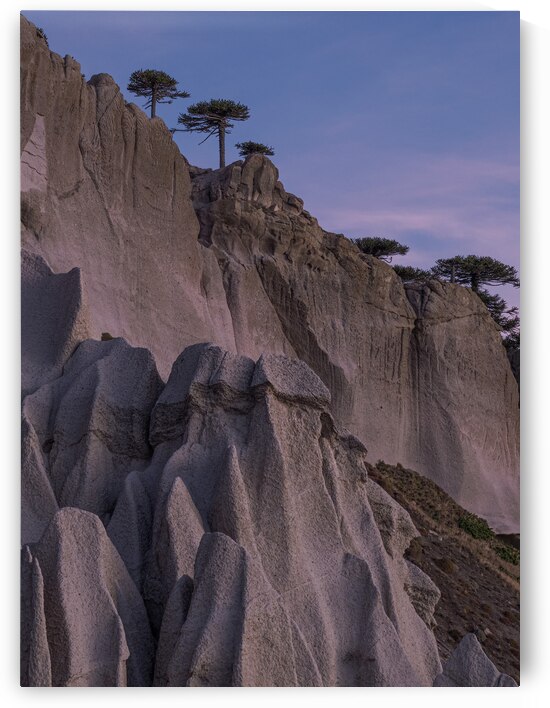 Pehuenco by VOLCKMANNII