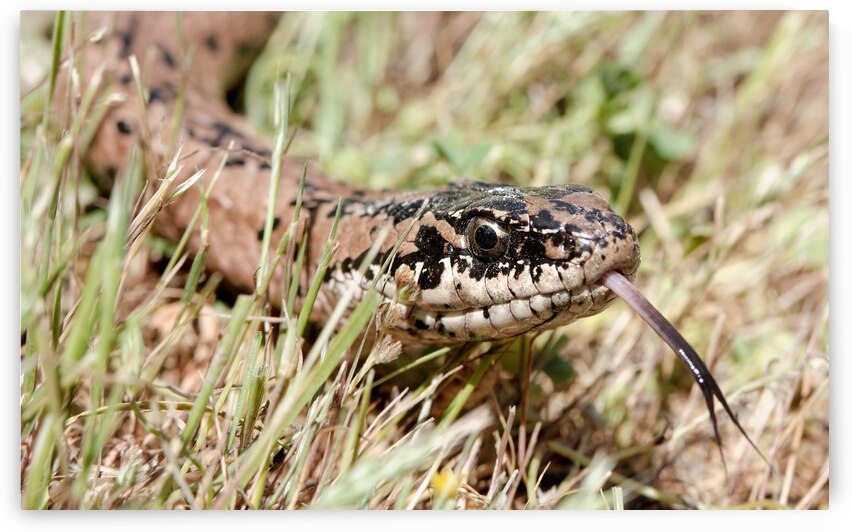 Philodryas chamissonis by VOLCKMANNII