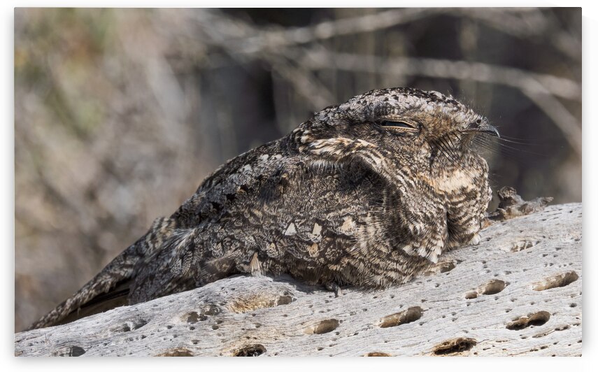 Systellura longirostris by VOLCKMANNII