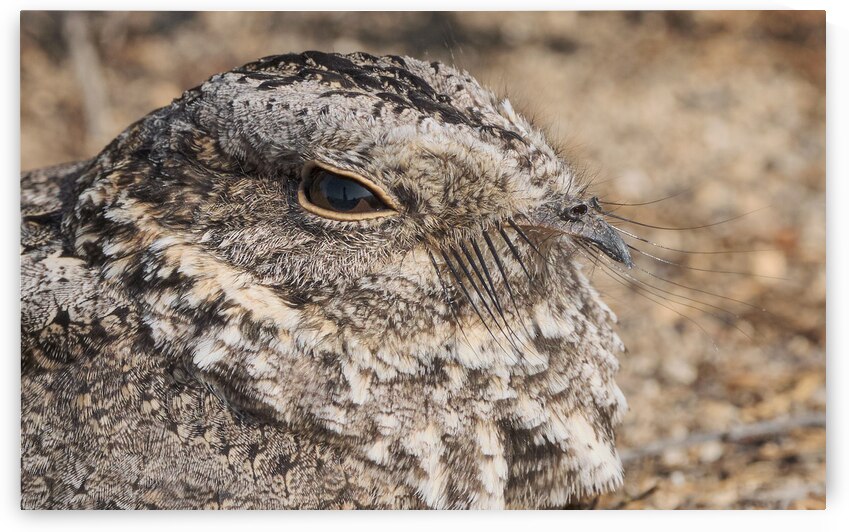 Gallina ciega by VOLCKMANNII