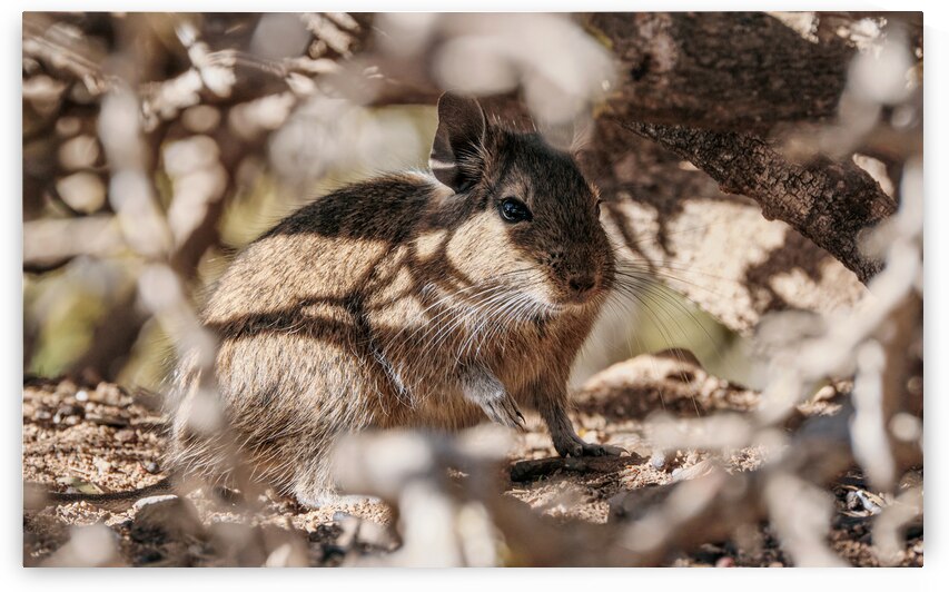 Octodon degus by VOLCKMANNII