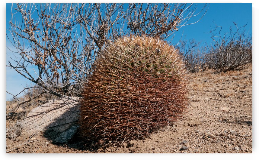 Sandillon by VOLCKMANNII