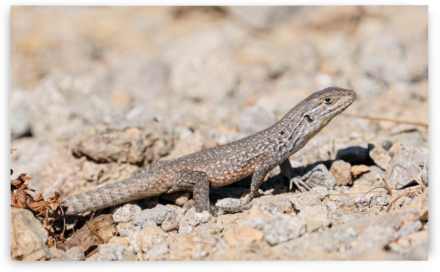 Liolaemus fuscus by VOLCKMANNII