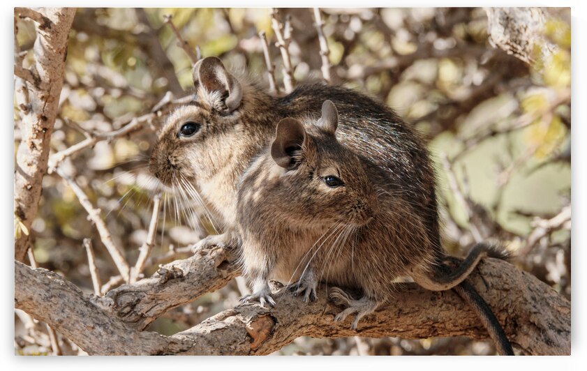 Degu couple by VOLCKMANNII
